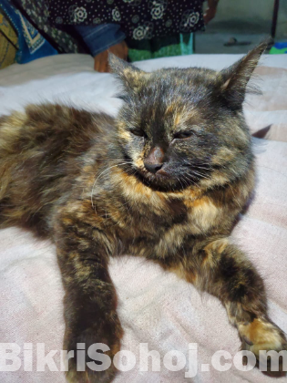 পার্সিয়ান বিড়াল